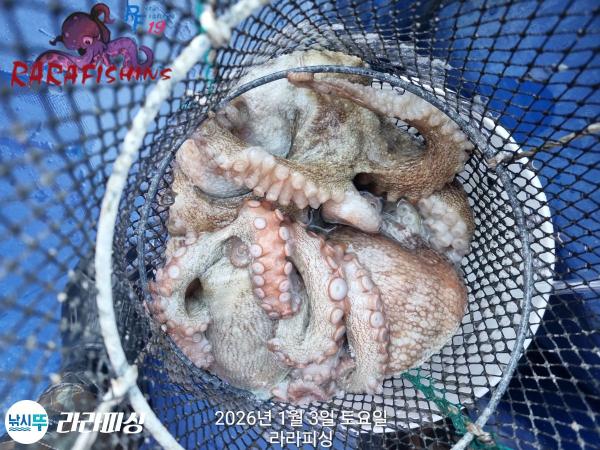 낚시뚜,돌문어,속천항(진해),라라피싱,낚시뚜17