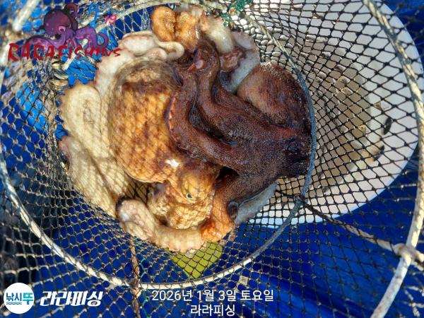 낚시뚜,돌문어,속천항(진해),라라피싱,낚시뚜16