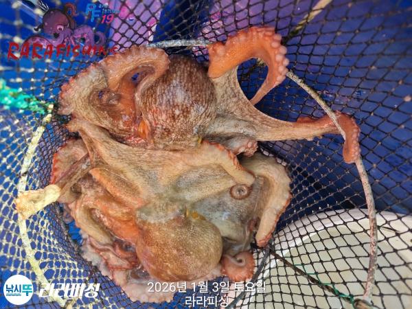 낚시뚜,돌문어,속천항(진해),라라피싱,낚시뚜15