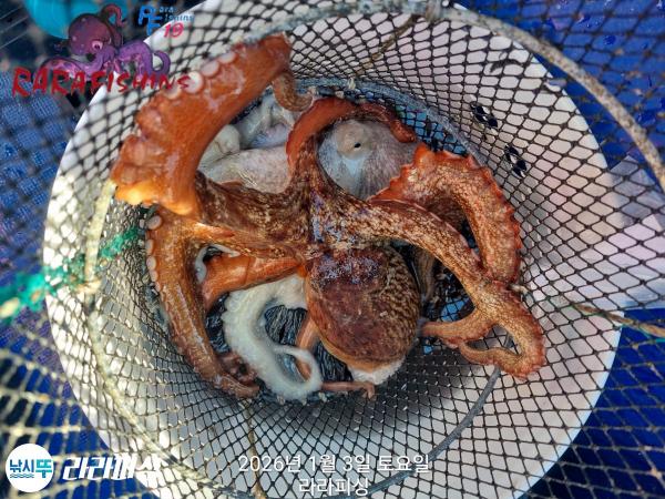 낚시뚜,돌문어,속천항(진해),라라피싱,낚시뚜14