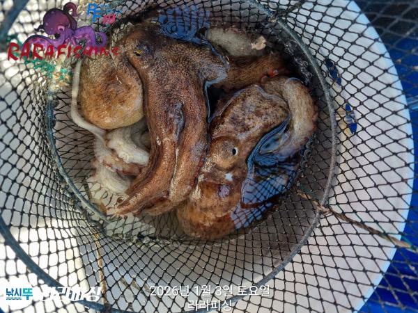 낚시뚜,돌문어,속천항(진해),라라피싱,낚시뚜13