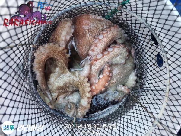 낚시뚜,돌문어,속천항(진해),라라피싱,낚시뚜12