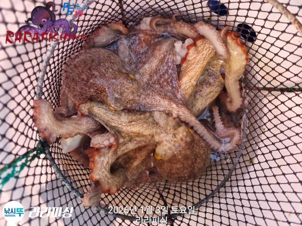 낚시뚜,돌문어,속천항(진해),라라피싱,낚시뚜11