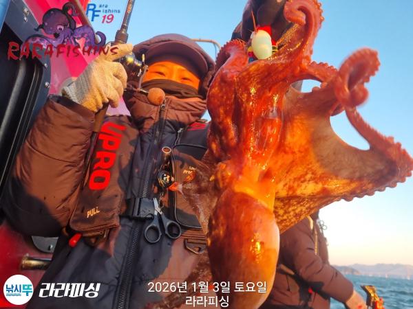 낚시뚜,돌문어,속천항(진해),라라피싱,낚시뚜8