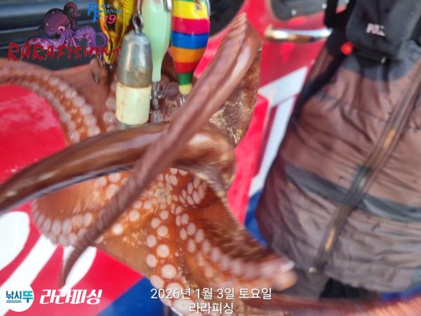 낚시뚜,돌문어,속천항(진해),라라피싱,낚시뚜7