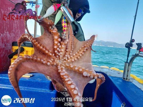 낚시뚜,돌문어,속천항(진해),라라피싱,낚시뚜3
