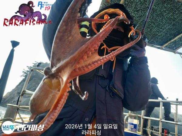 낚시뚜,돌문어,속천항(진해),라라피싱,낚시뚜2